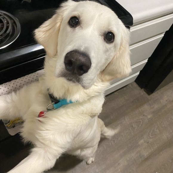 Meet Your Posher - Picture 2 of 4